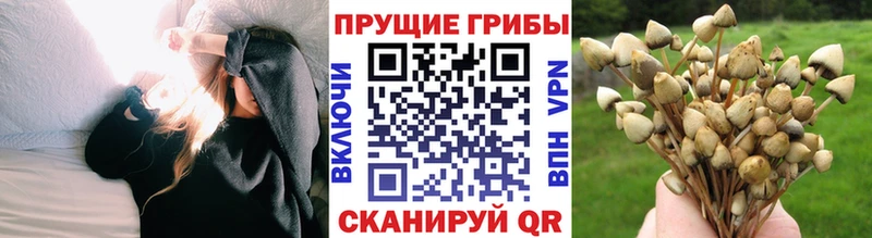 сколько стоит  Задонск  Псилоцибиновые грибы Cubensis 